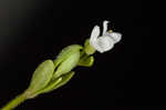 Stiff marsh bedstraw